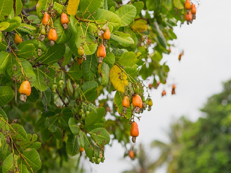 Cashew farming