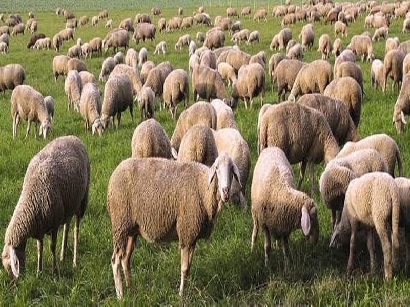 Sheep farming