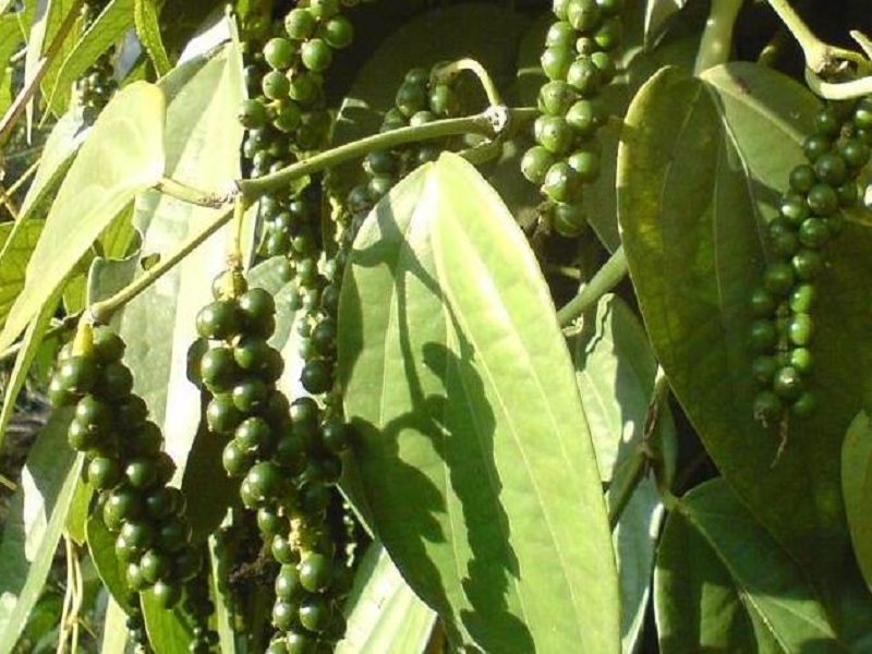 Black peeper farming