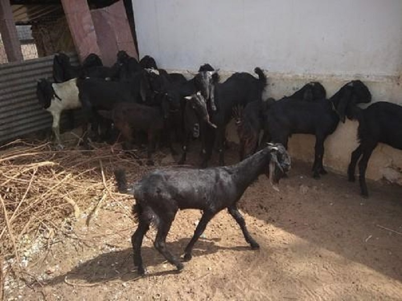 Beetal Goat farming
