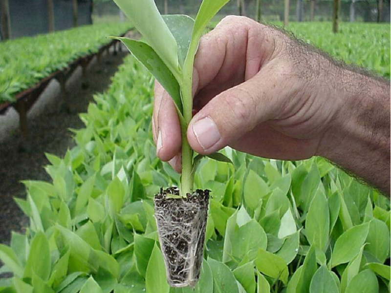 Banana cultivation