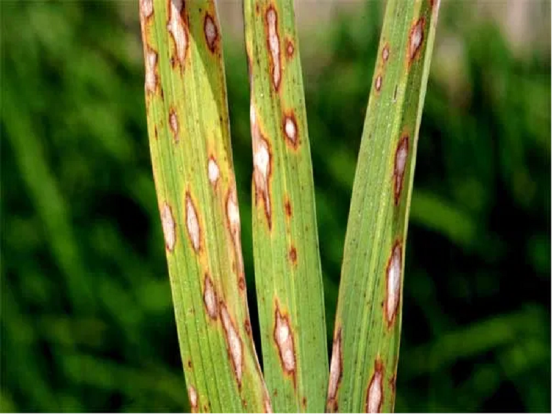 Paddy disease management
