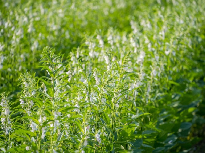 Sesame cultivation