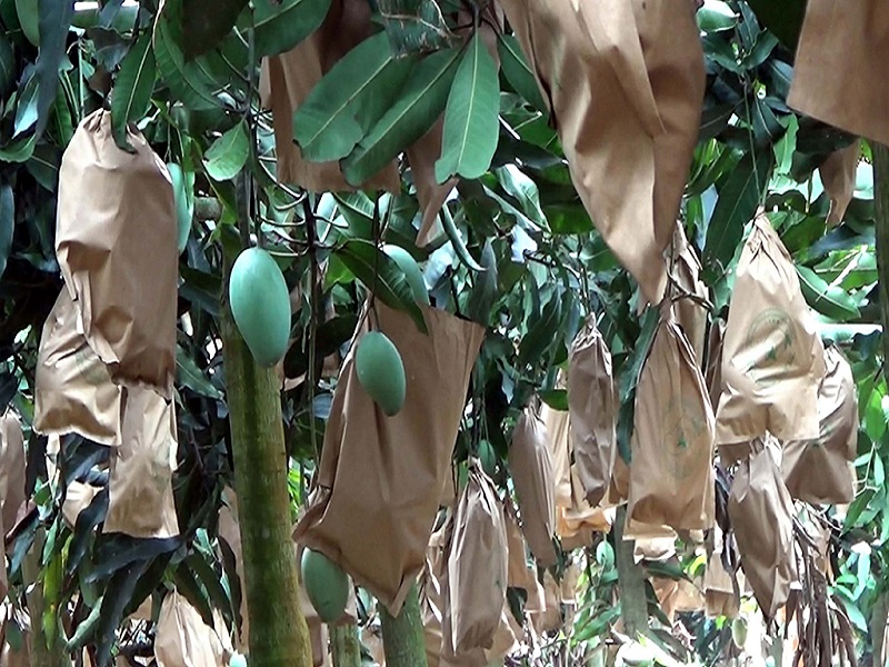 Fruit bagging technique