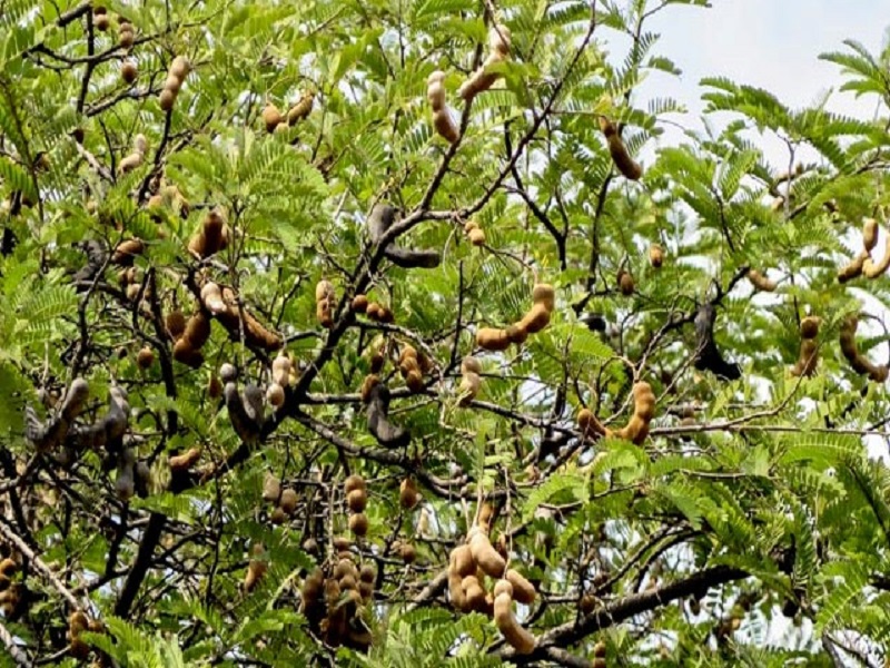 Tamarind farming