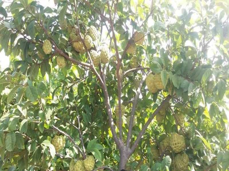 Custard apple farming