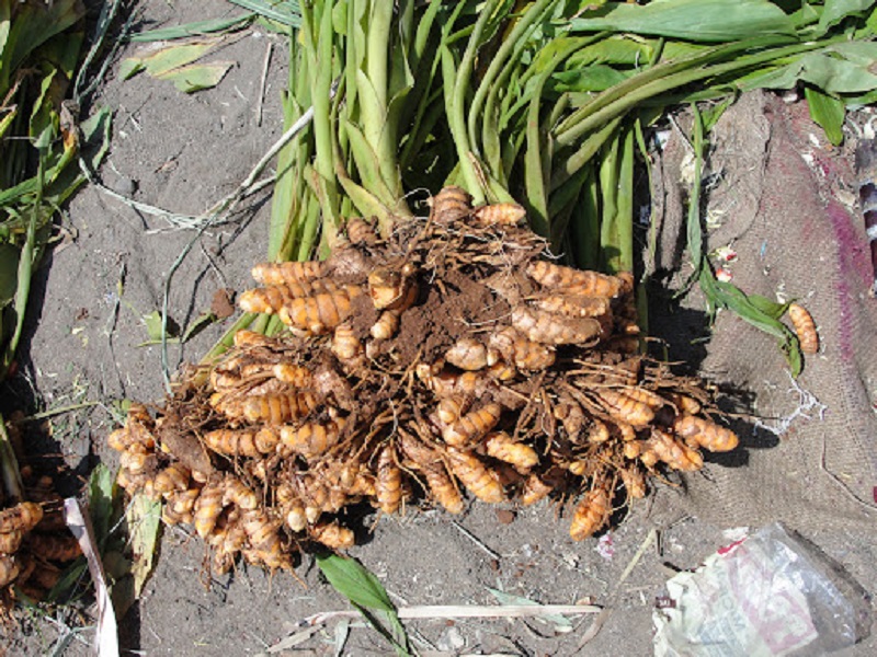Turmeric cultivation