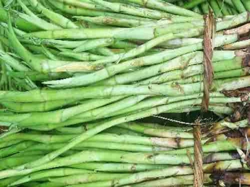 Kachur lati farming