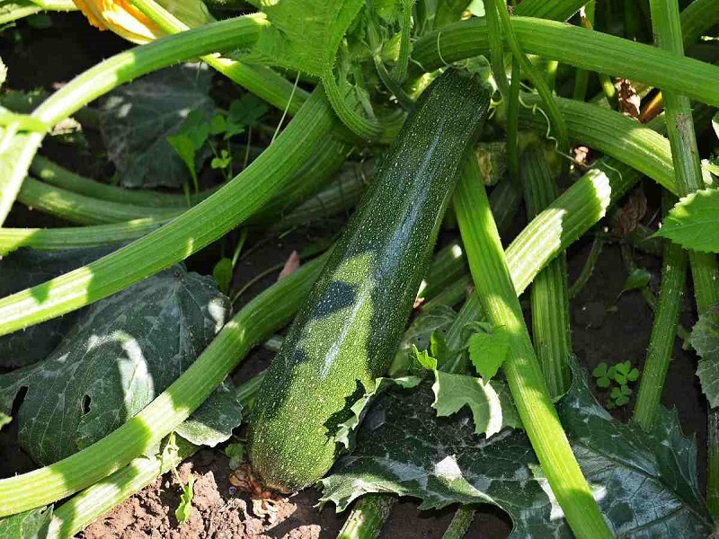 Zucchini farming