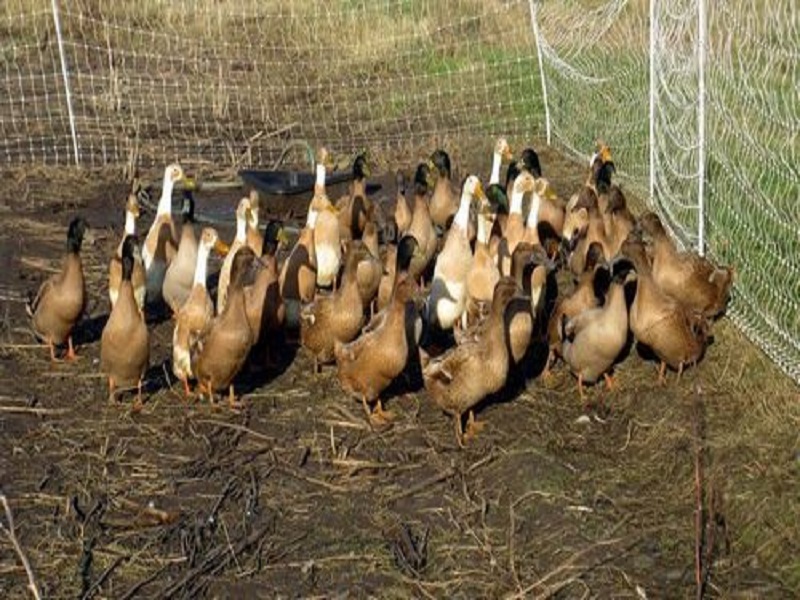 Campbell duck farming