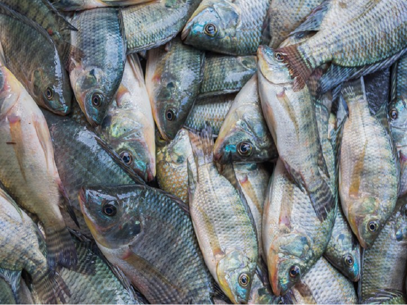 Tilapia fish farming
