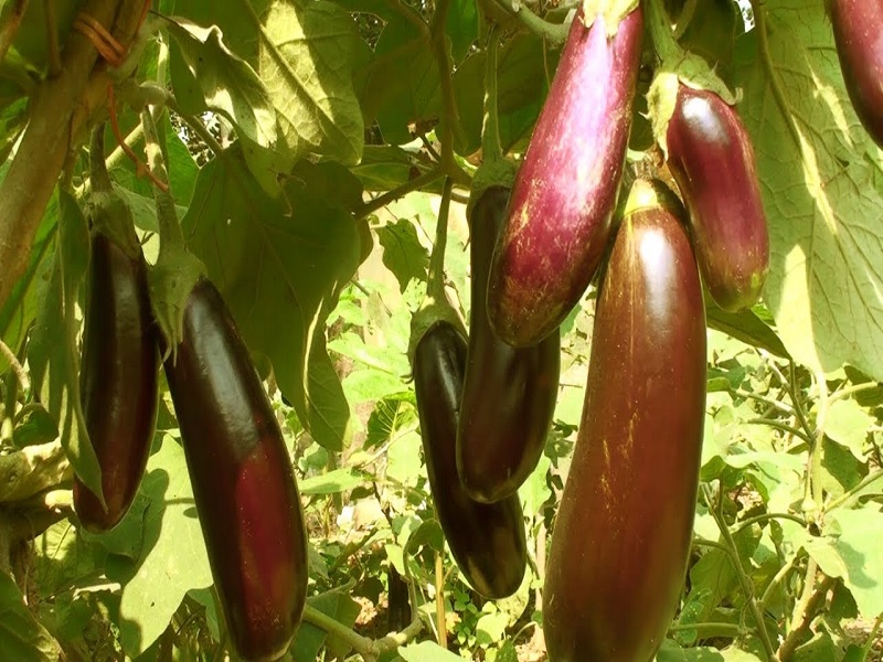 Monsoon brinjal farming