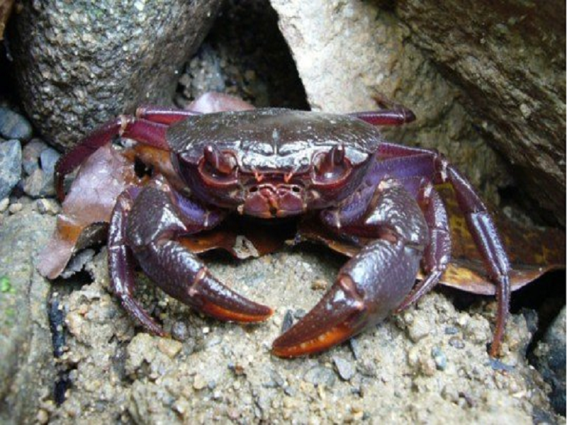 Crab farming process