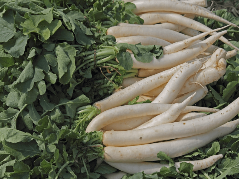 Radish farming