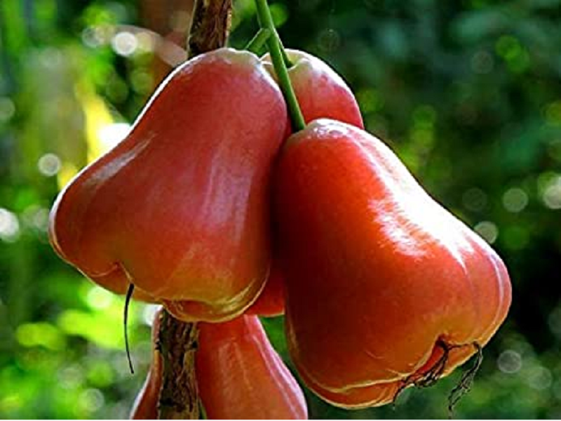 Java Apple Farming