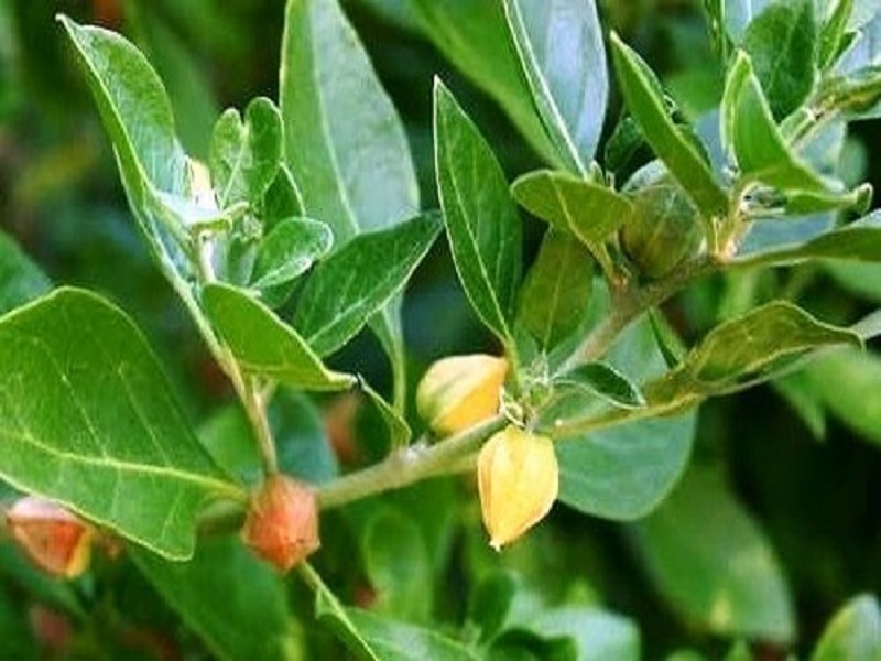 Medicinal properties of Ashwagandha