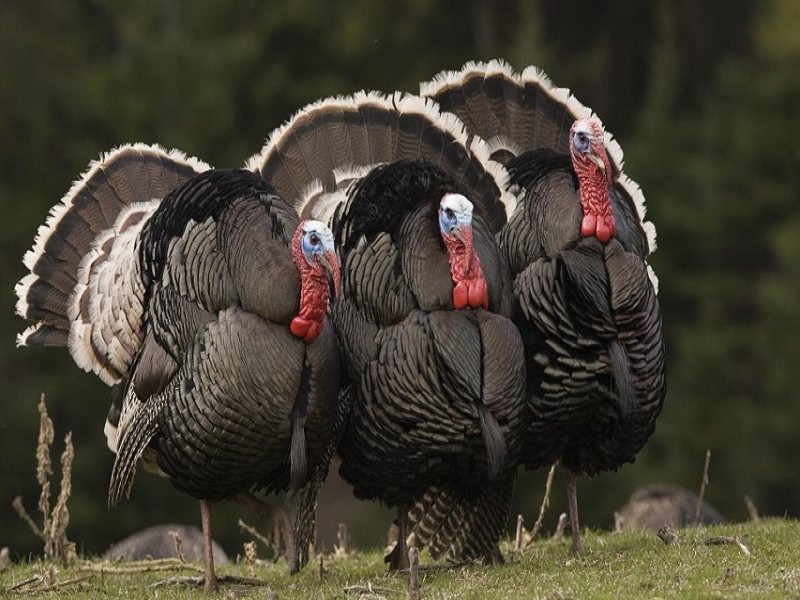 Turkey farming process