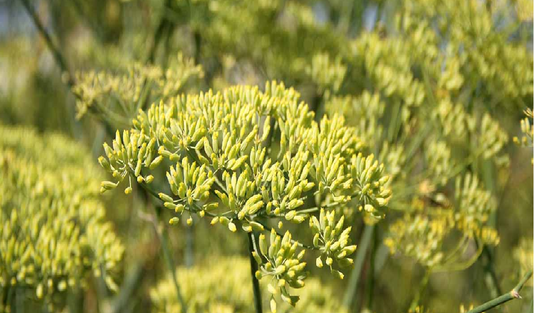 Anise farming procedure