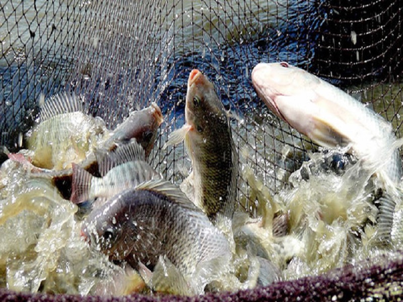Tilapia fish cultivation