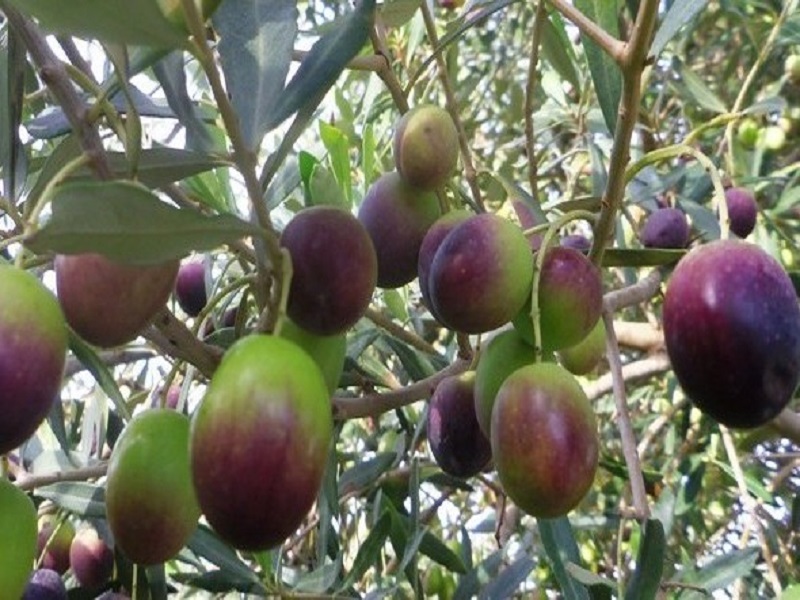 Olive farming