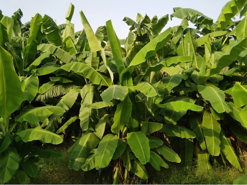 Farmers Success Story