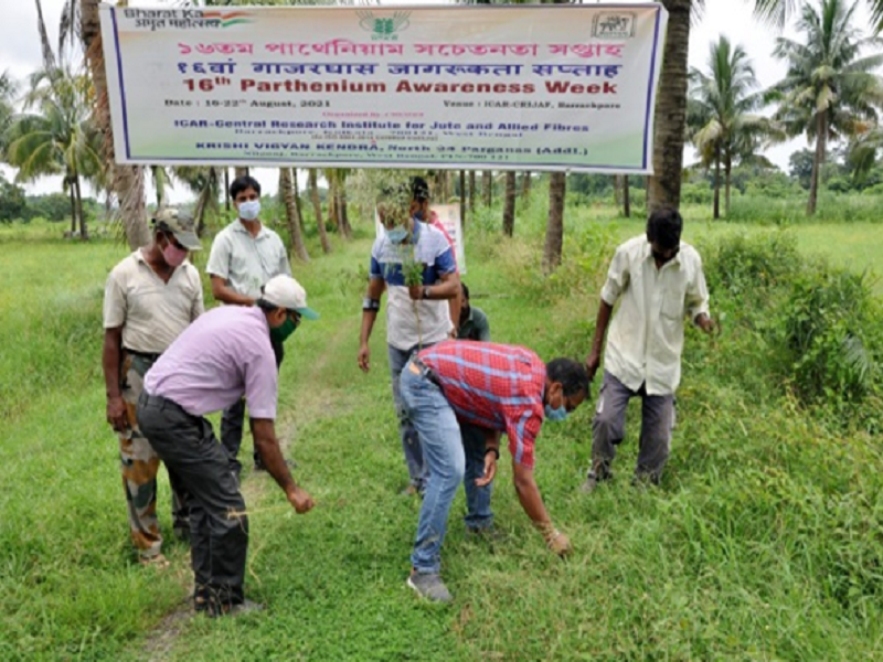 Parthenium Awareness Week