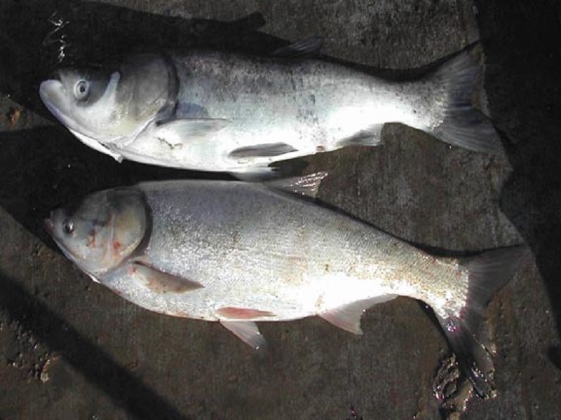 Silver carp fish farming