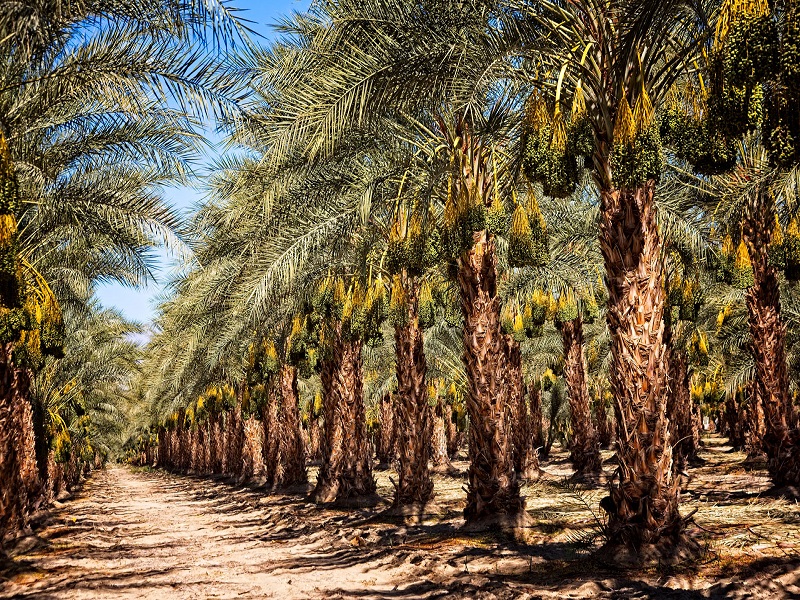 Date plam farming