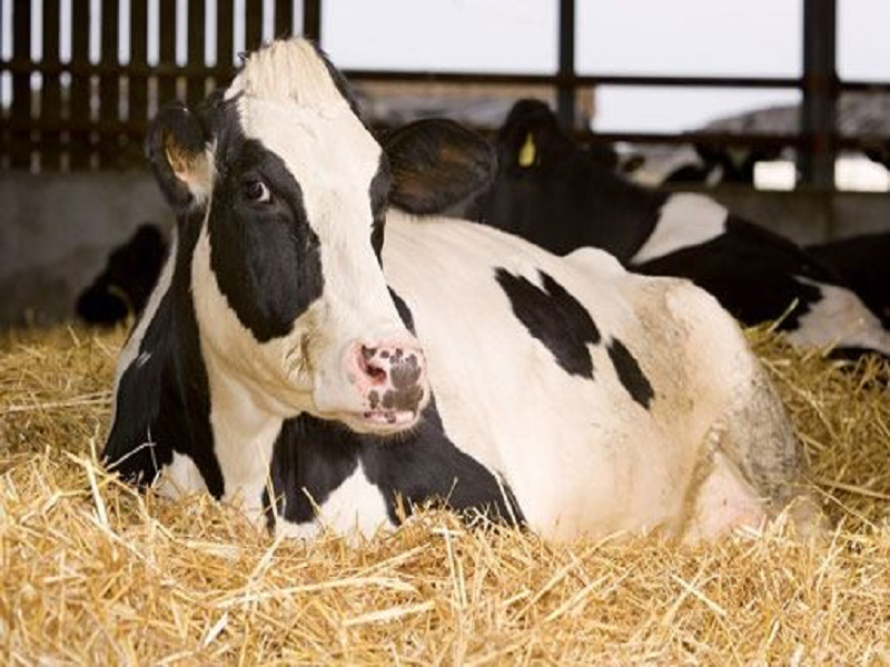 Cattle farming