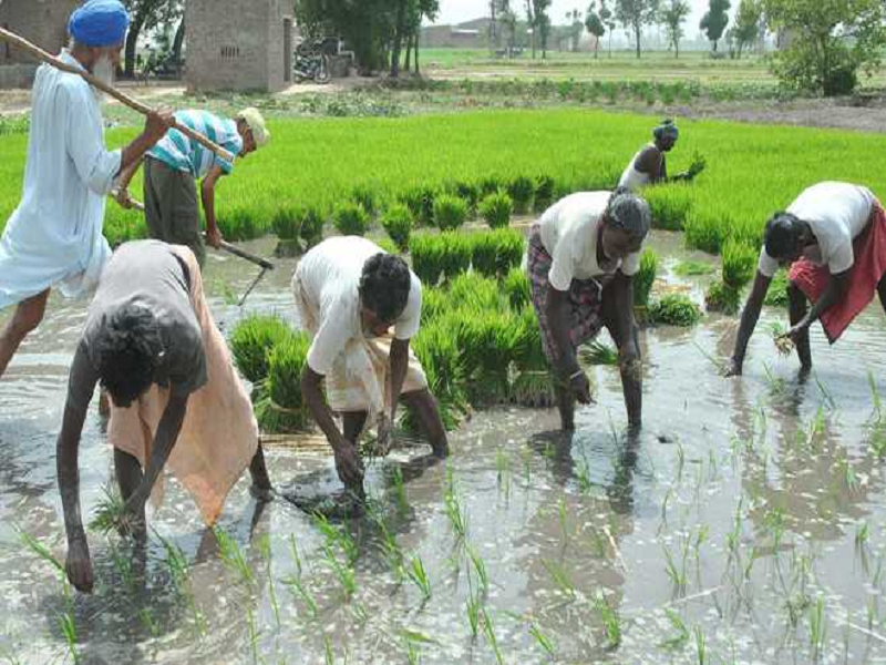 Paddy farming procedure
