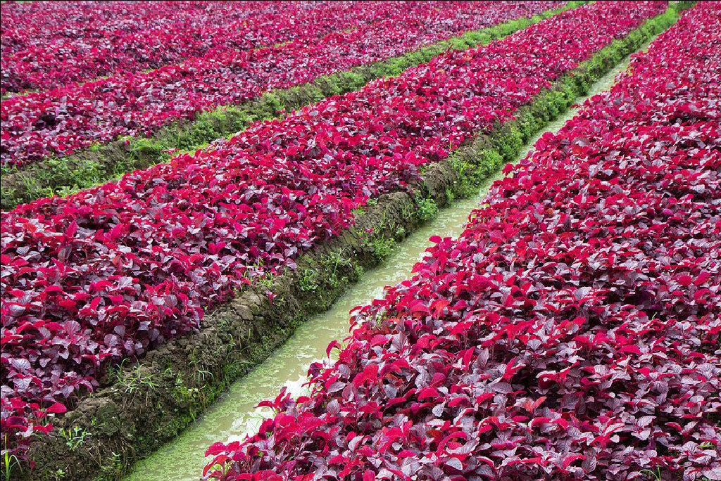 Red spinach farming