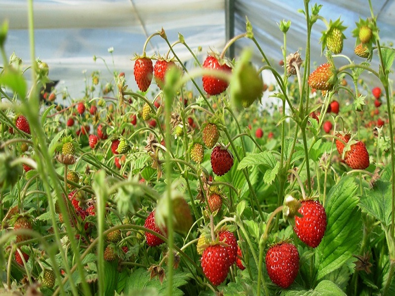 Strawberry Farming