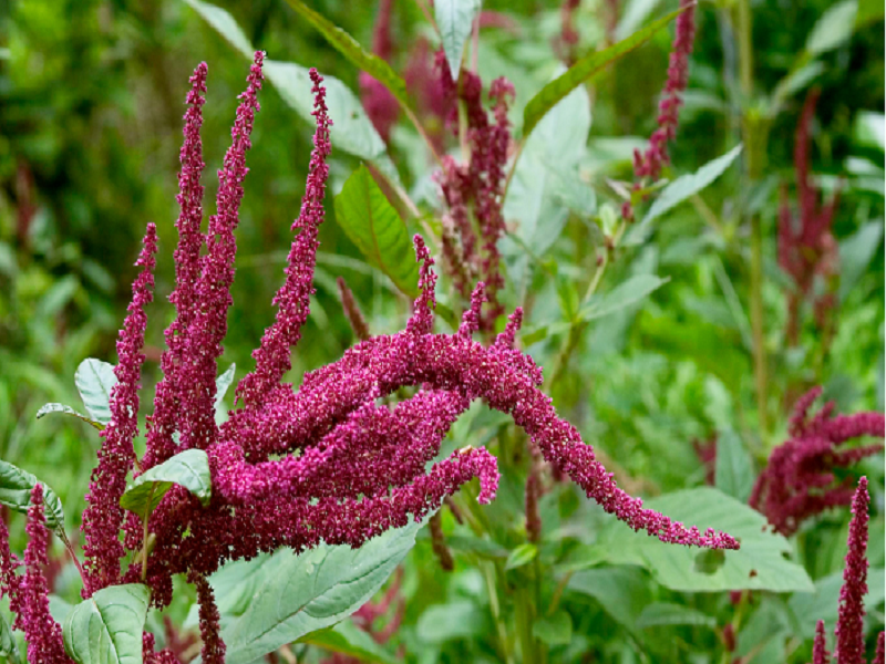 Amaranth farming complete guidance