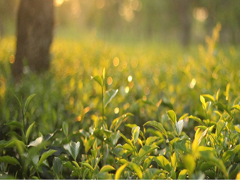 Tea disease management