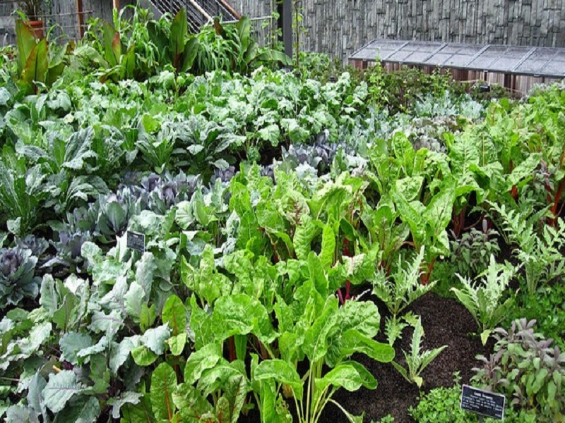 Medicinal plants farming