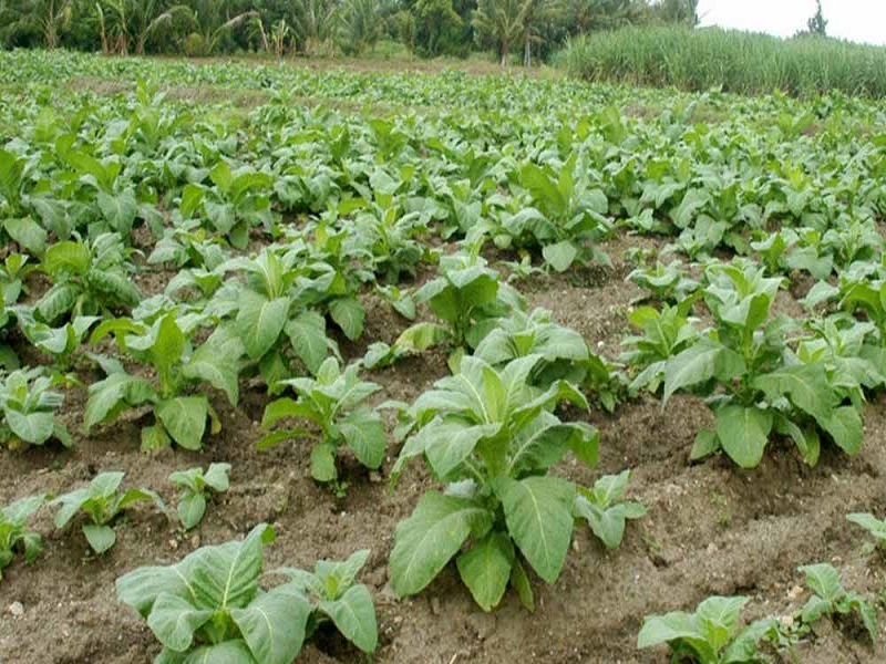 Tobacco cultivation