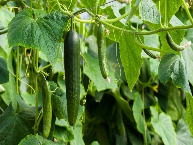Cucumber farming
