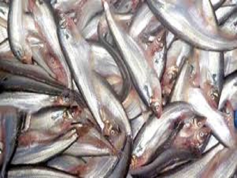 Pabda fish breeding process