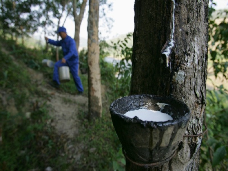 Rubber farming