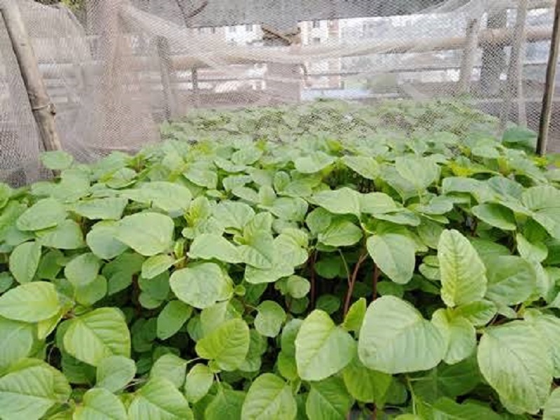 Amaranth farming