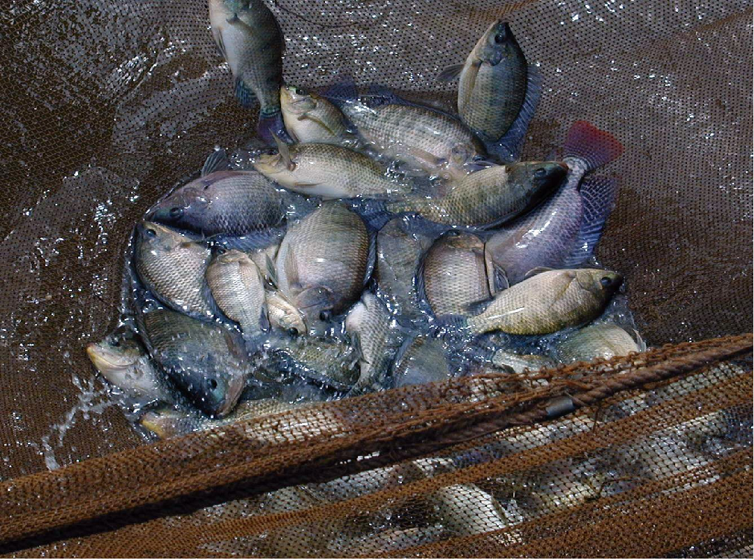 Mixed fish farming