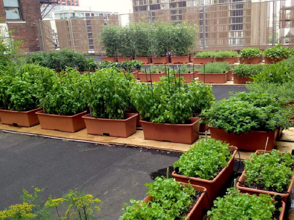 Terrace farming
