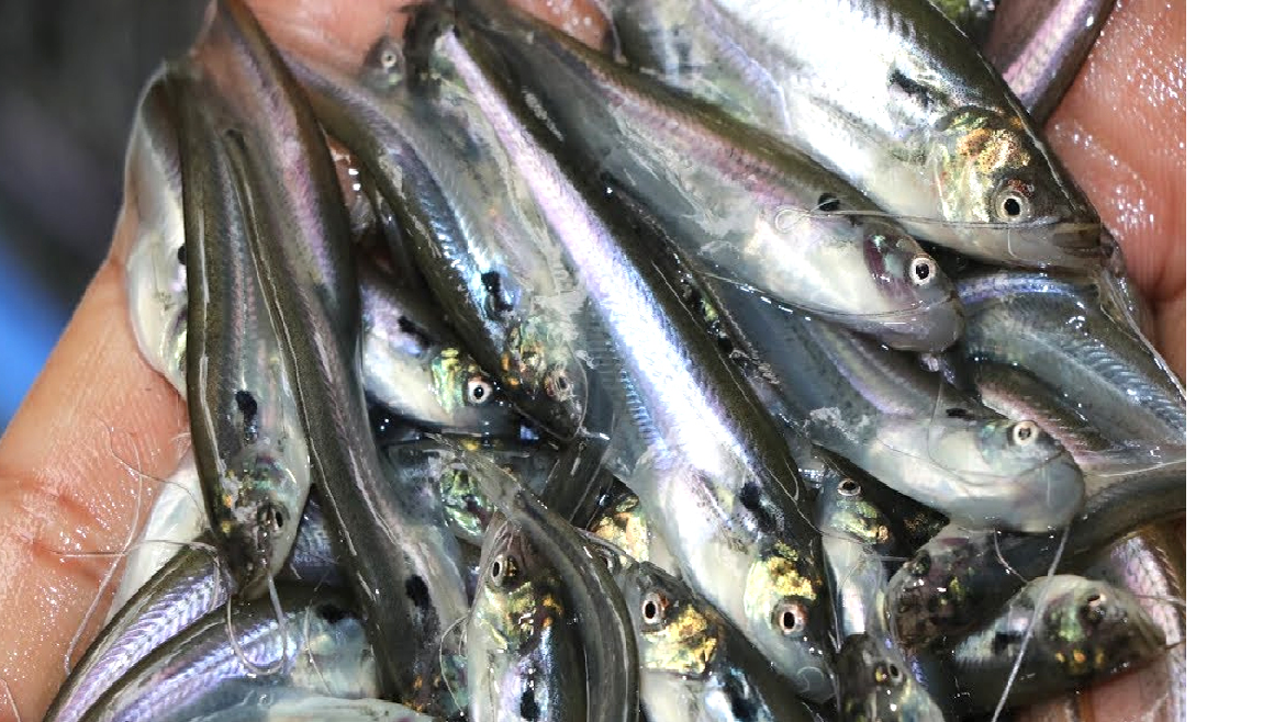 Pabda fish farming