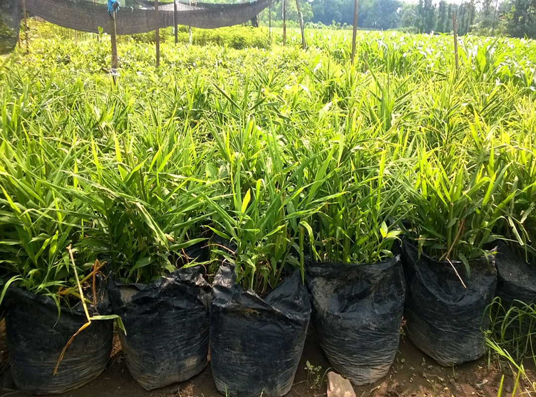 Ginger farming process