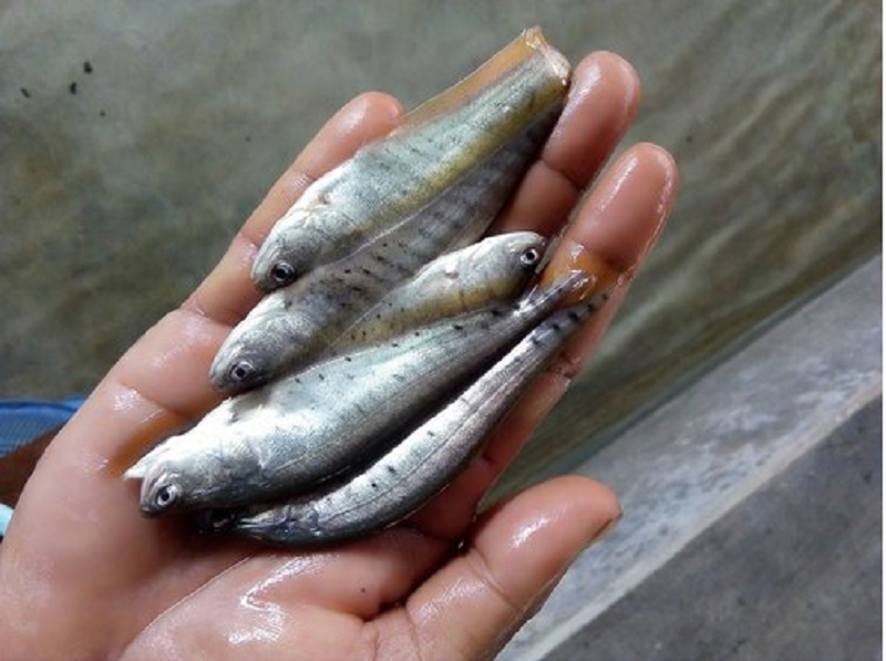 Chital fish farming