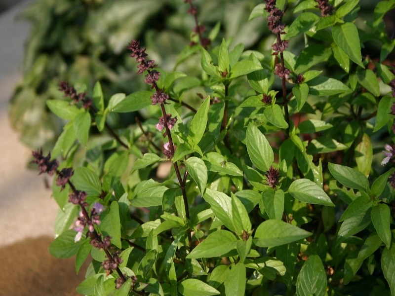 Basil leaves for diabetes