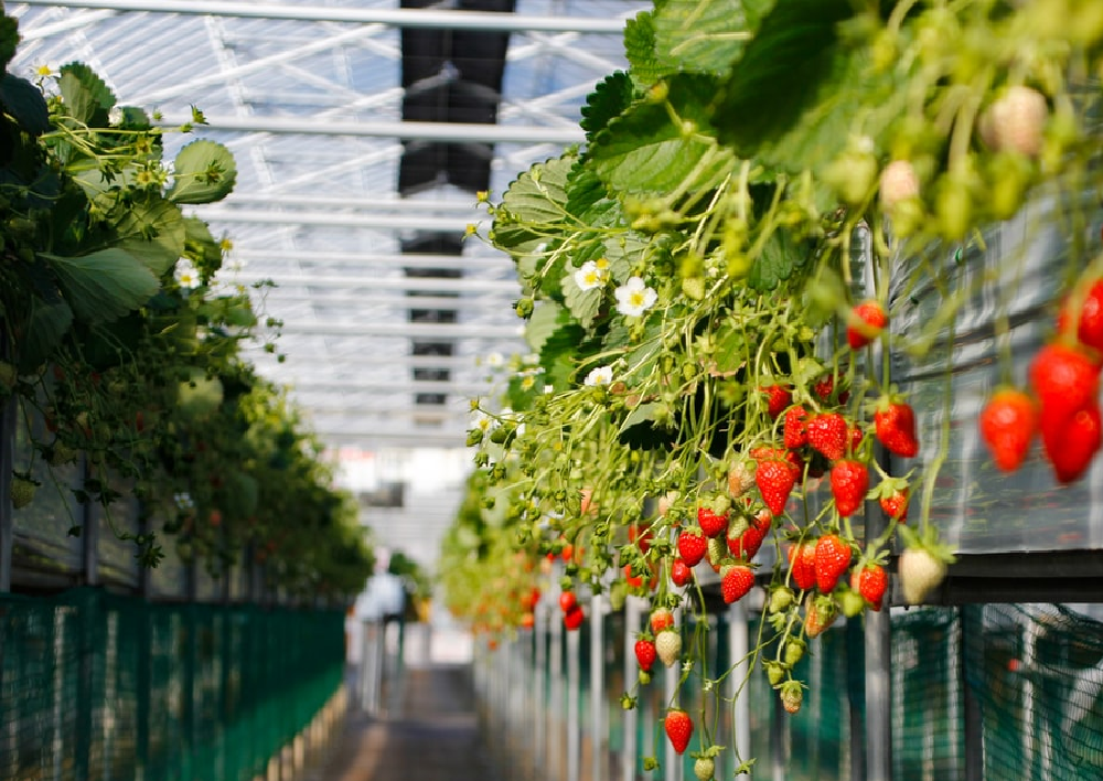 Strawberry farming
