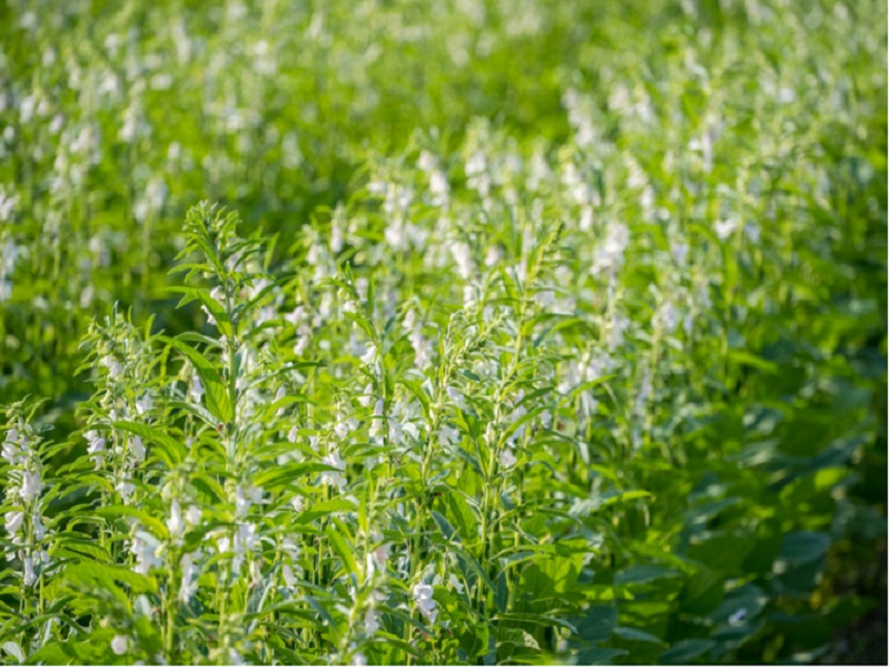 Sesame farming
