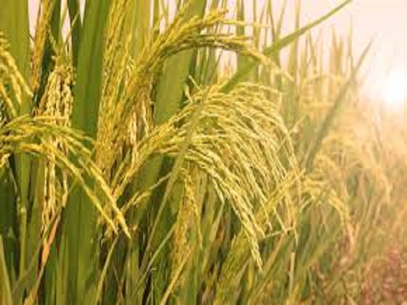 Sri method of paddy farming