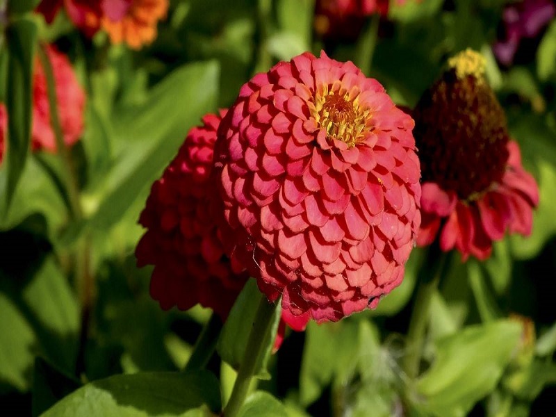 Zinia flower farming